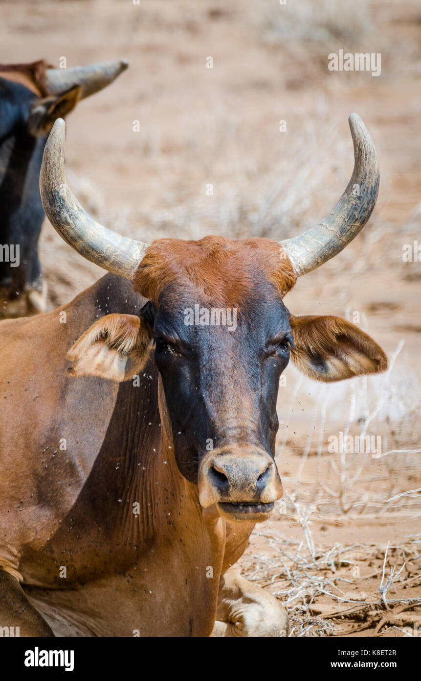 Closeup portrait of Mauritanian cattle with bulls and cows in the Sahara desert, Mauritania, North Africa. Stock Photo