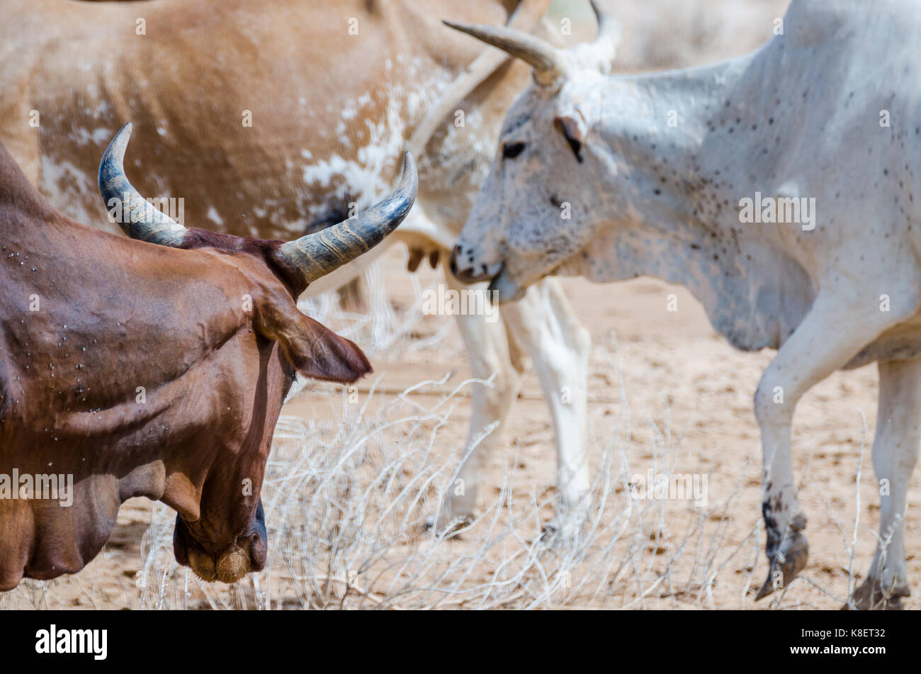 Closeup portrait of Mauritanian cattle with bulls and cows in the Sahara desert, Mauritania, North Africa. Stock Photo