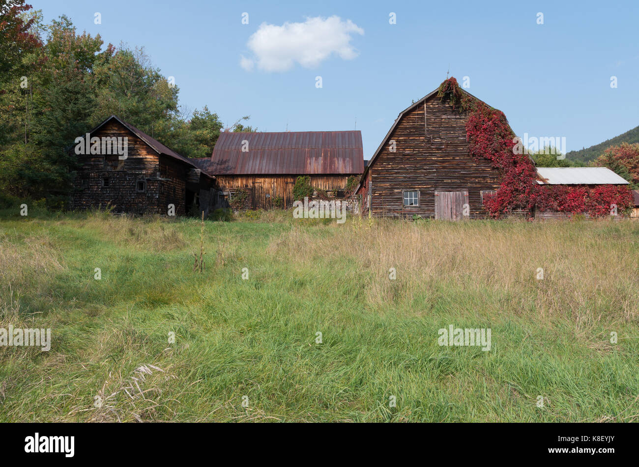 Old rustic weathered barn with red vines growing up it in Wilmington NY Stock Photo