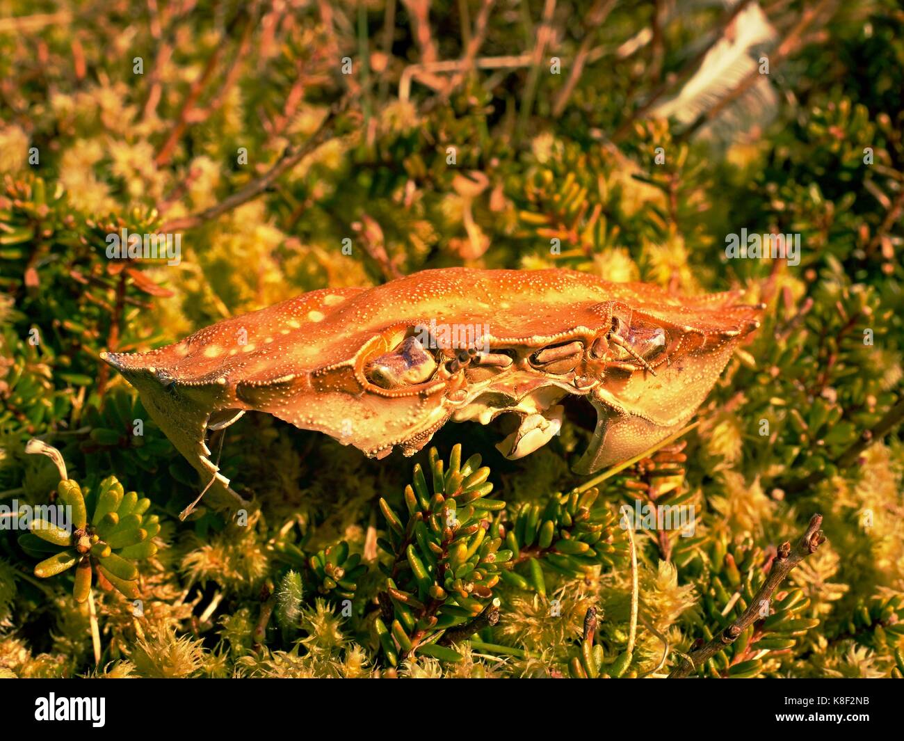 Mossy ground with broken crab armor. Empty dry crab shell, the crab ...