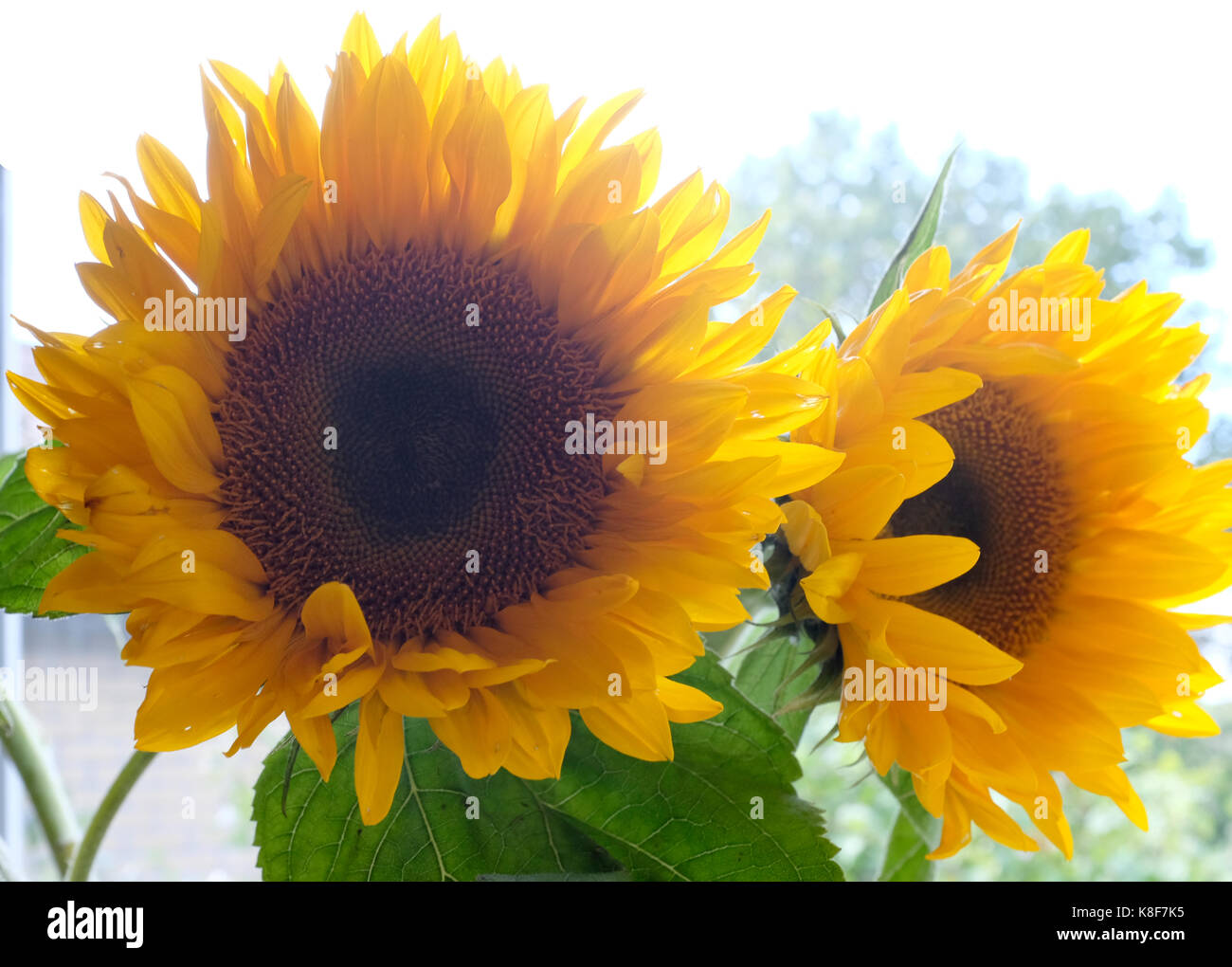 two sunflowers photographed in sturry kent uk september 2017 Stock Photo