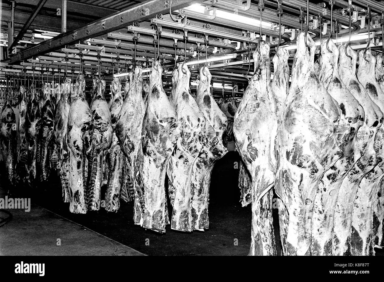 Slaughterhouse Black and White Stock Photos & Images - Alamy