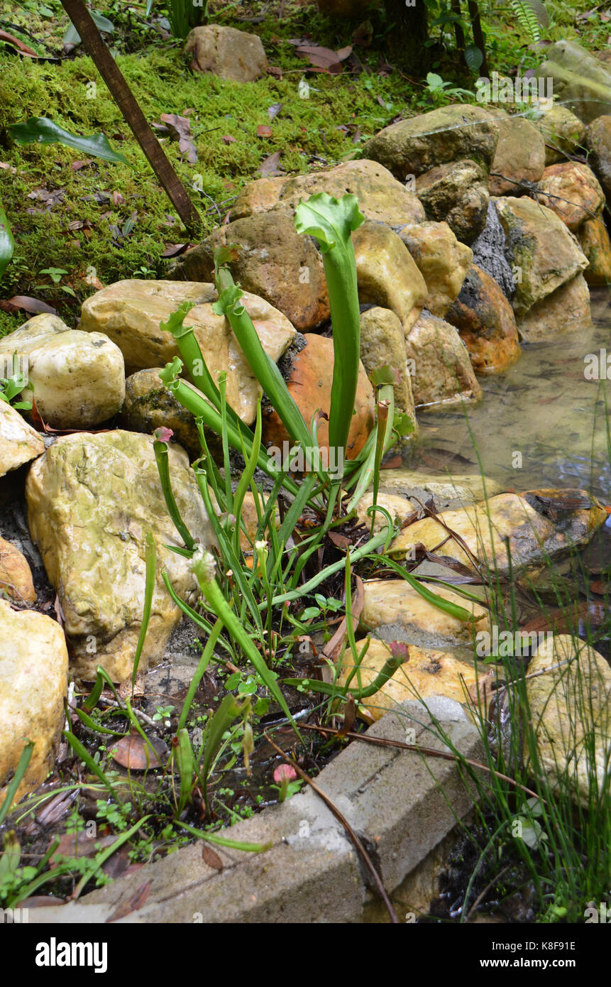 Eastern asia plant hi-res stock photography and images - Alamy
