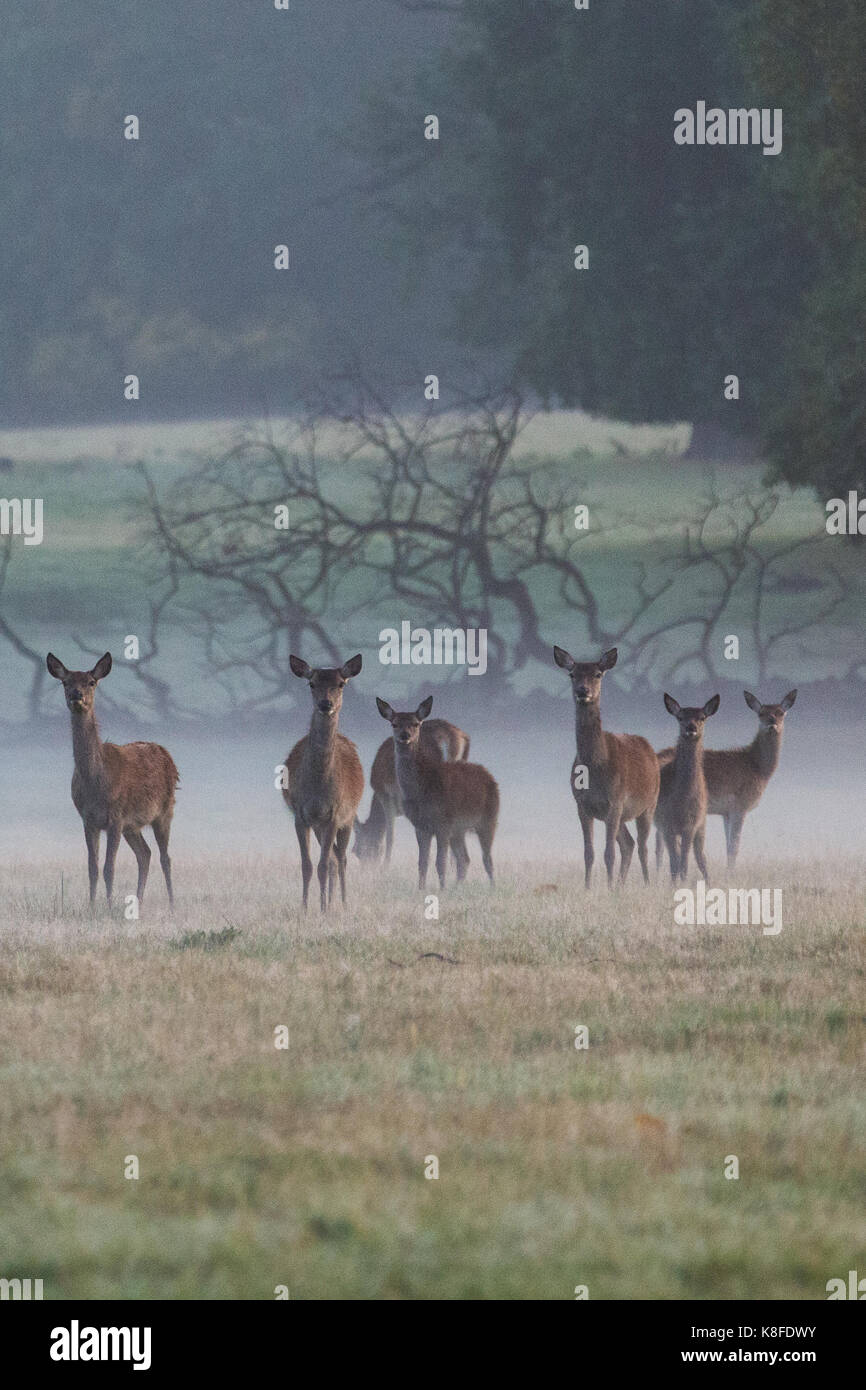 Windsor, UK. 19th Sep, 2017. UK Weather. Red deer graze in Windsor ...