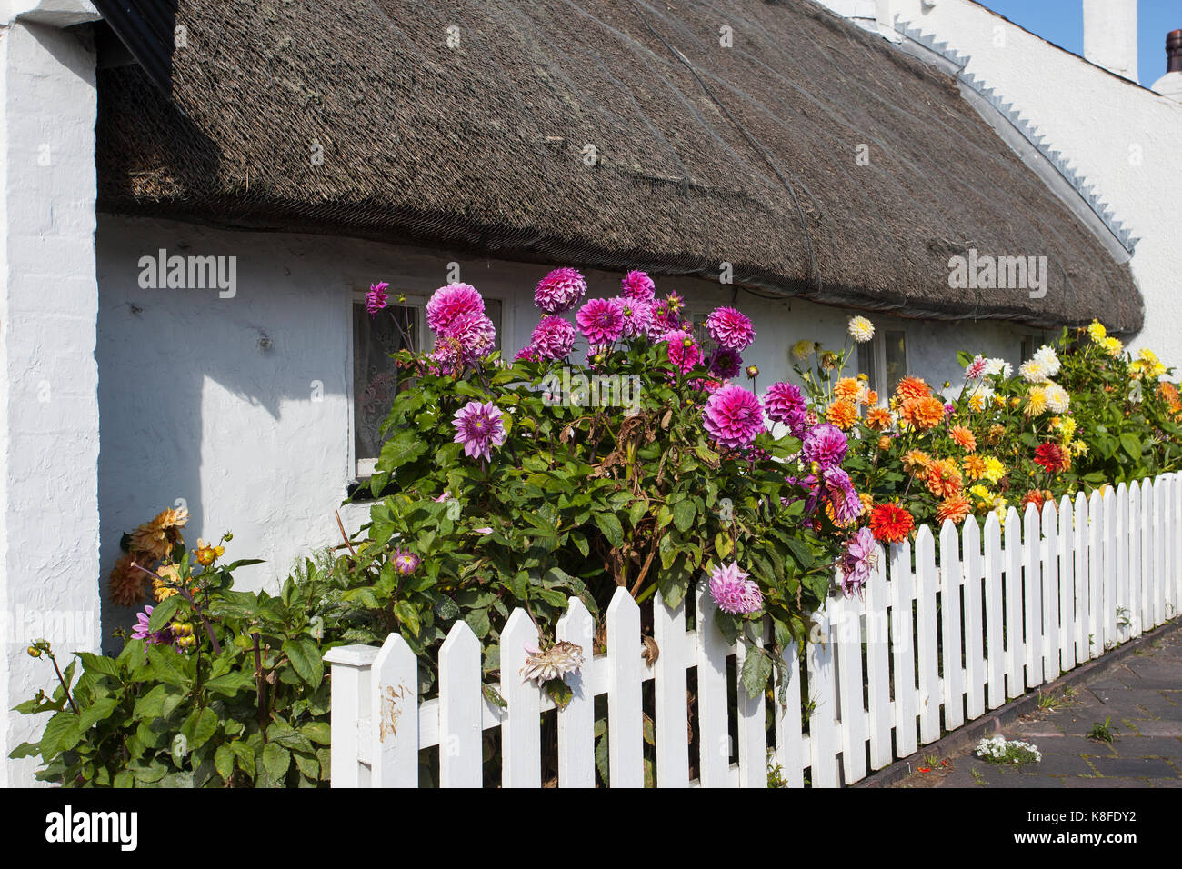 Thatched cottage with white picket fence & autumn flowers in Churchtown ...