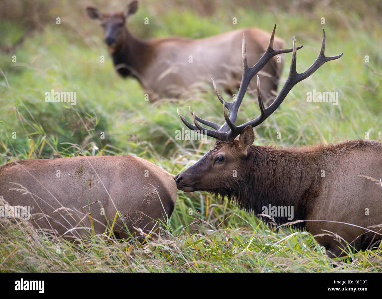 Reedsport, OREGON, USA. 19th Sep, 2017. A large wild bull Roosevelt elk shows his interest in