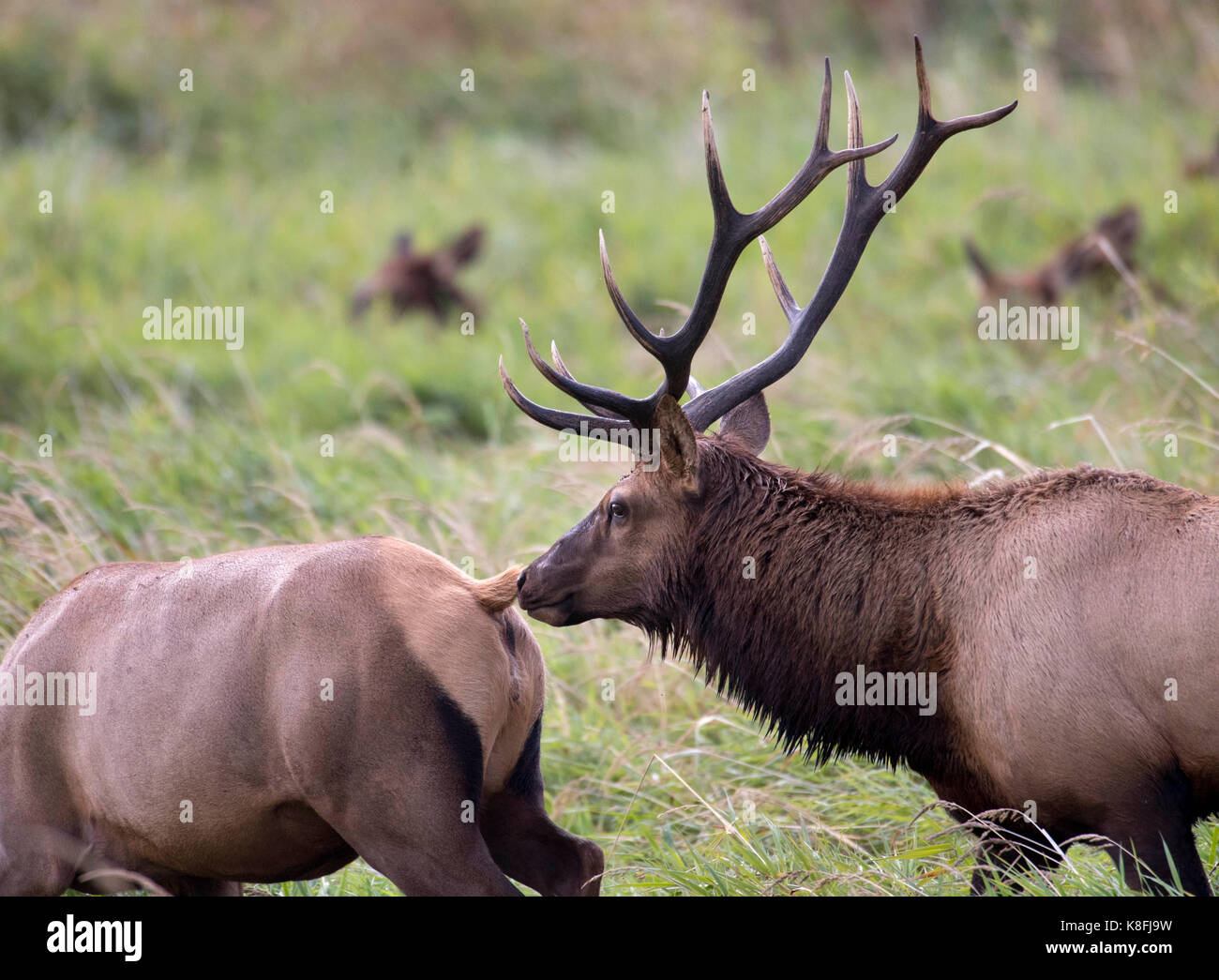 Reedsport, OREGON, USA. 19th Sep, 2017. A large wild bull Roosevelt elk ...