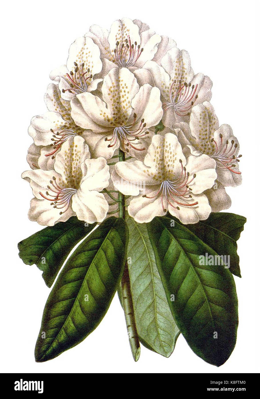 Rhododendron carneum elegantissimum 1846 Stock Photo