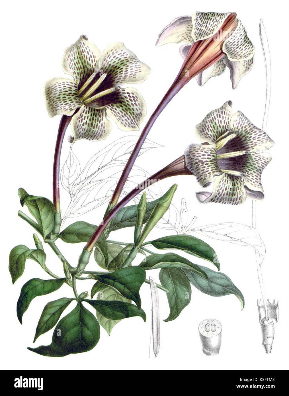 Rothmannia longiflora 1846 Stock Photo