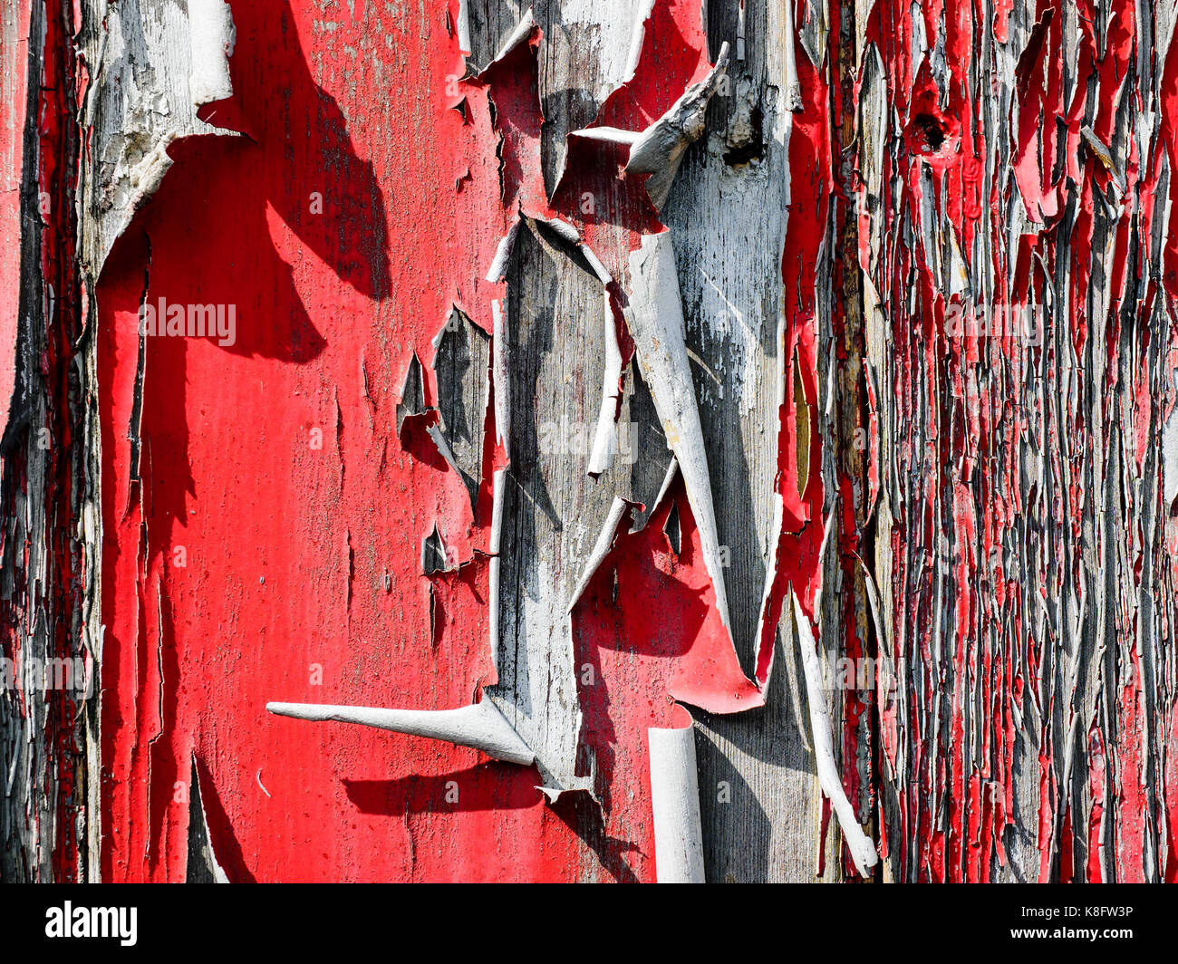 Old and flaking red paint lifting and curling away from an old timber shed due to the effects of rain, frost and sunlight over many years. Stock Photo