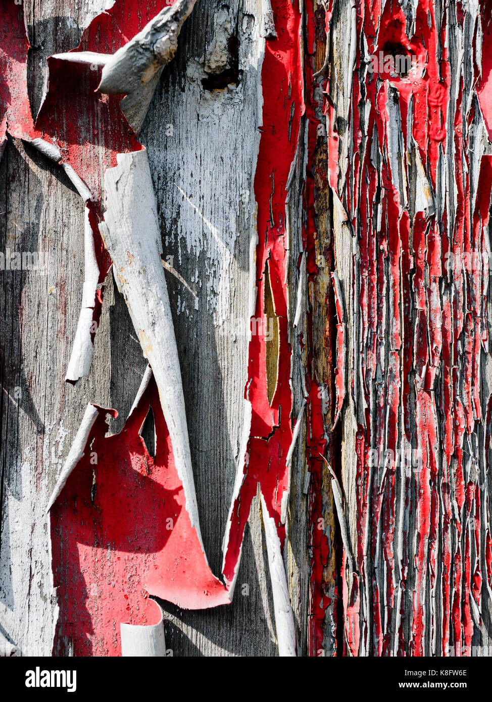 Old and flaking red paint lifting and curling away from an old timber shed due to the effects of rain, frost and sunlight over many years. Stock Photo