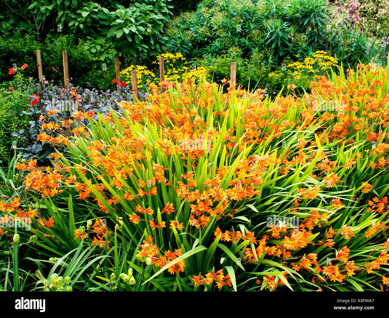 A brilliant display of crocosmia in the Centenary border at Sir Harold Hillier Garden in Hampshire, UK. Stock Photo