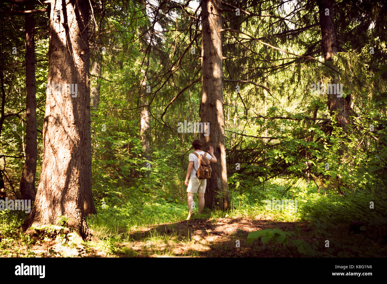 Rear view of young male hiker hiking through forest Stock Photo