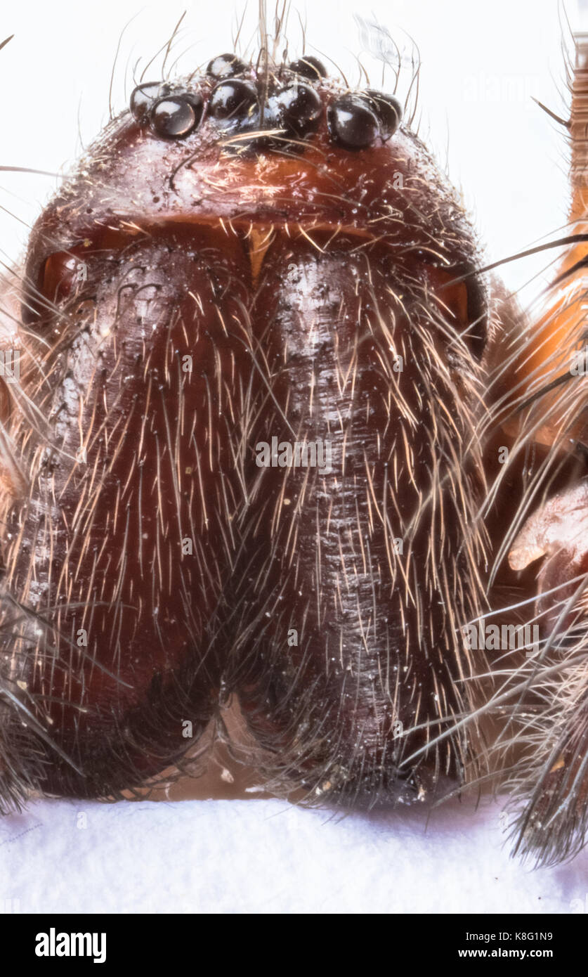 Stacked macro of the head of Domestic House Spider (Tegenaria domestica) showing eight eyes, palps and jaws Stock Photo