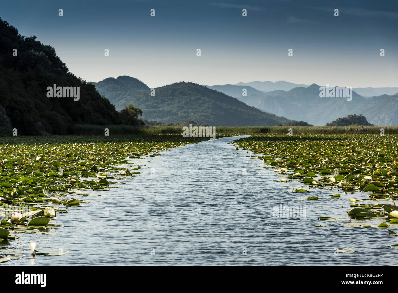 Path through lilypads, Lake Scutari, Rijeka Crnojevica, Montenegro, Stock Photo