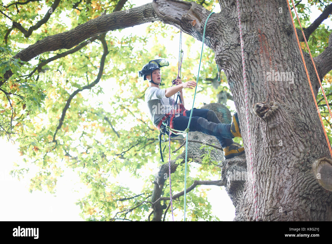 Young male trainee tree surgeon climbing tree trunk Stock Photo