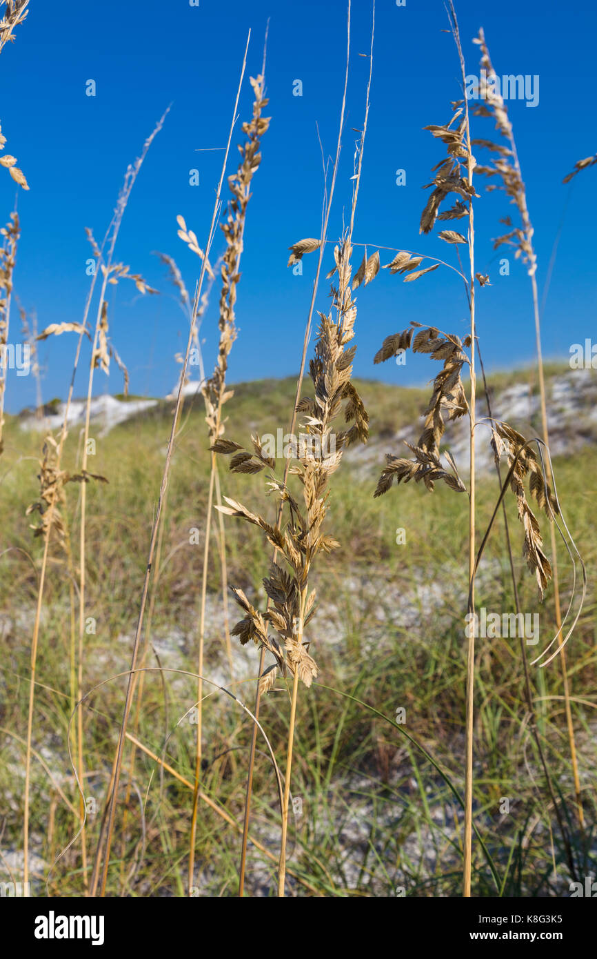 Sea Oats on St. Andrews State Park on the Gulf of Mexico in Panama City