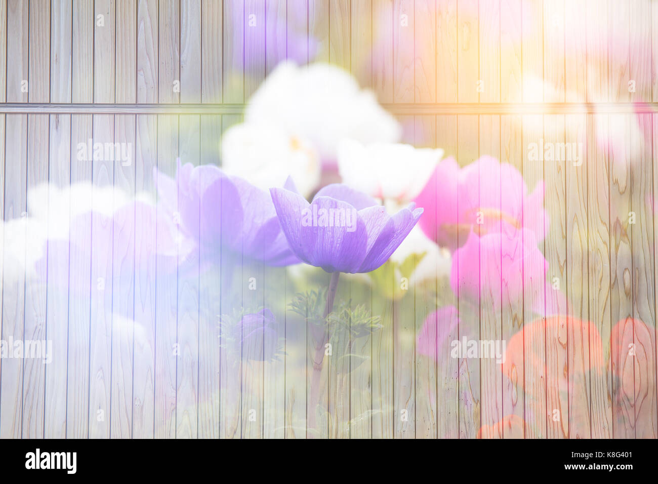 Anemone in garden with sunlight background on wood texture. Stock Photo