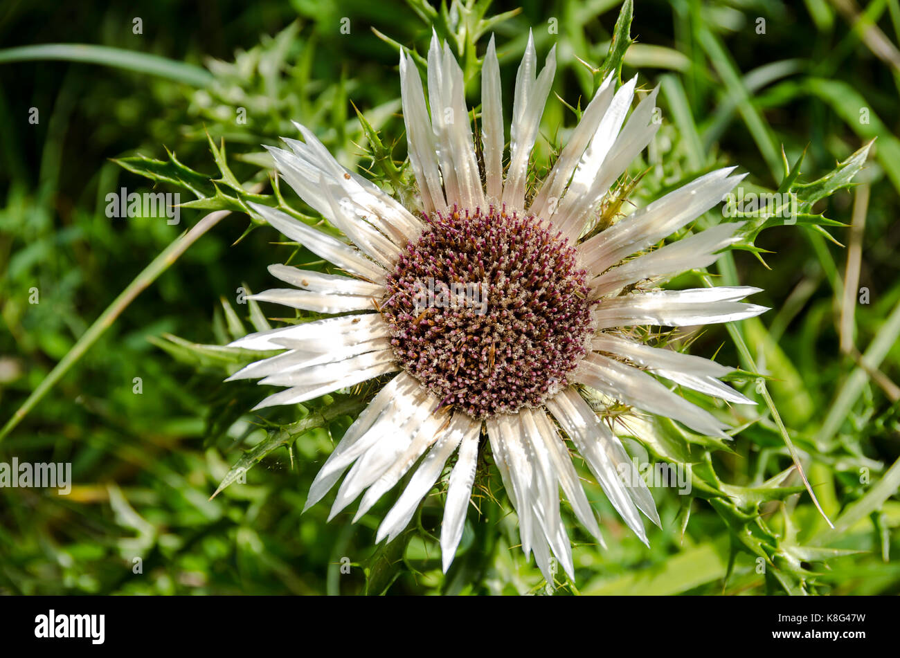 Flowering specimen of a thistle plant, here a silver thistle, Carlina acaulis. Stock Photo