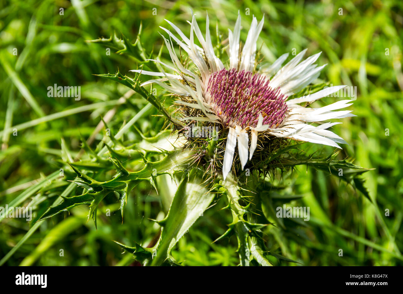 Flowering specimen of a thistle plant, here a silver thistle, Carlina acaulis. Stock Photo