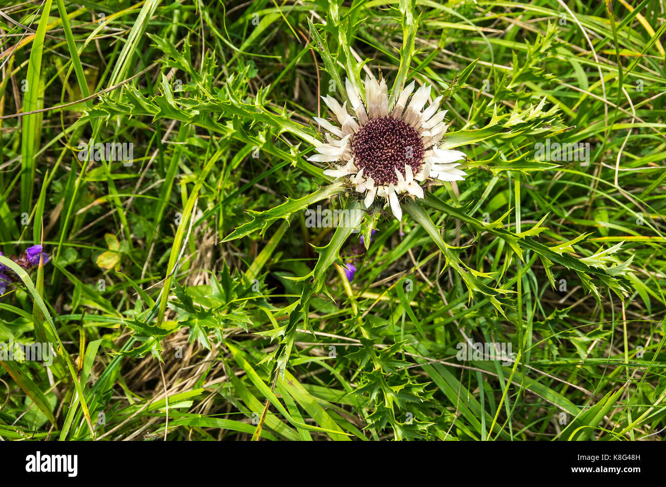 Flowering specimen of a thistle plant, here a silver thistle, Carlina acaulis. Stock Photo