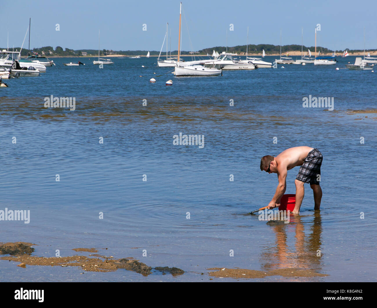 Man digging for clams and oysters in Pleasant Bay Beach, Orleans, Massachusetts, Cape Cod, USA. Stock Photo
