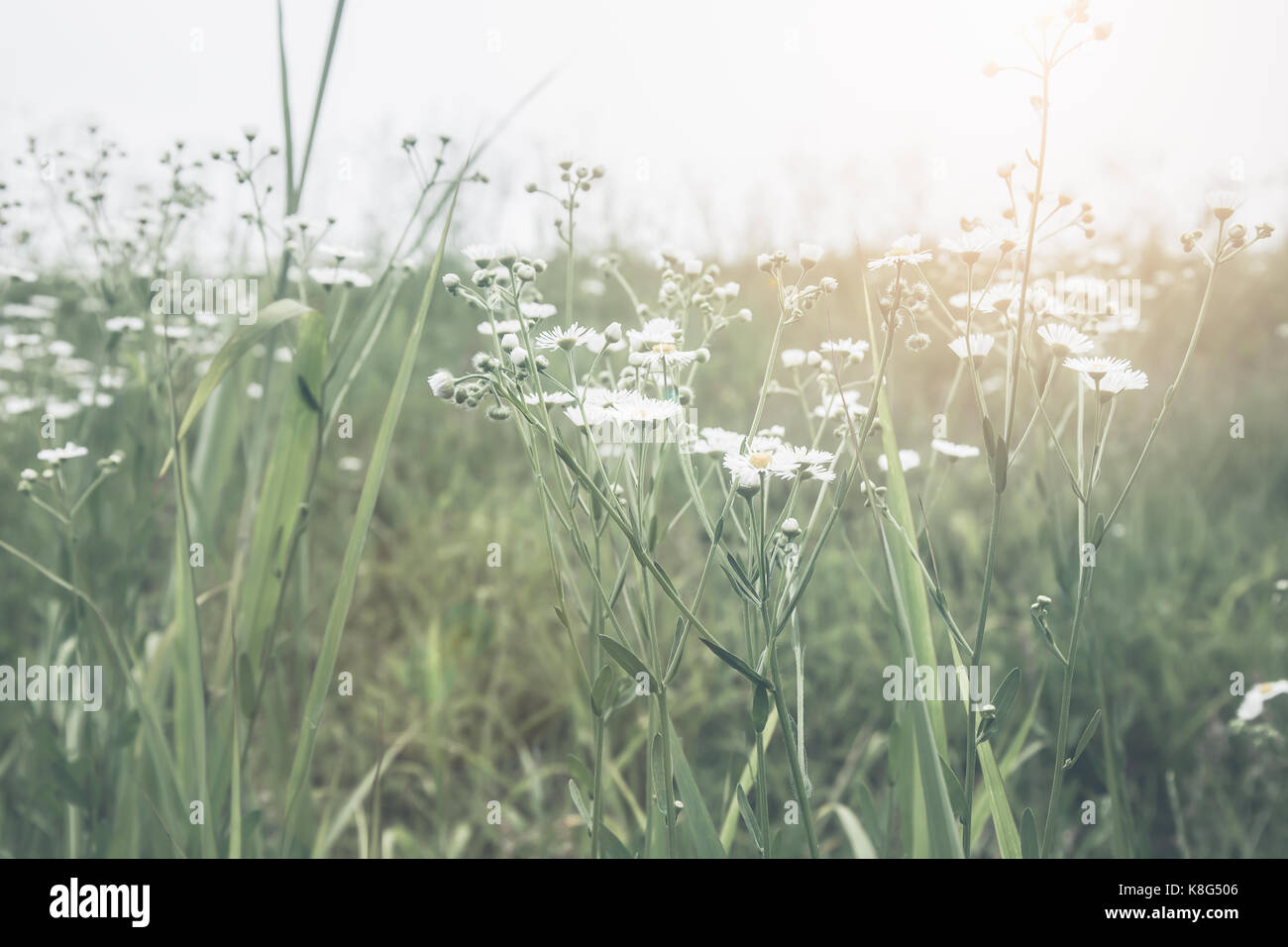 Abstract green flower hi-res stock photography and images - Alamy