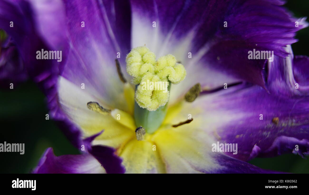 Tulip, Purple, close-up detail of the Stamen and Pollen, Macro. Isolated detail of the Stamen and Pollen in a Purple Tulip Stock Photo