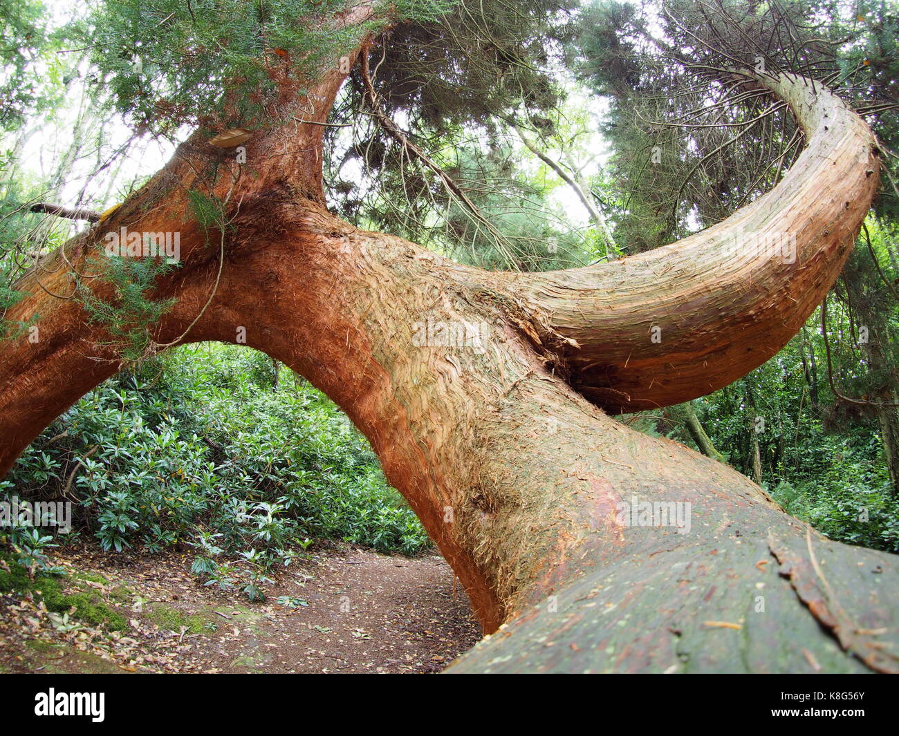 Twisted pine in the castle gardens Stock Photo