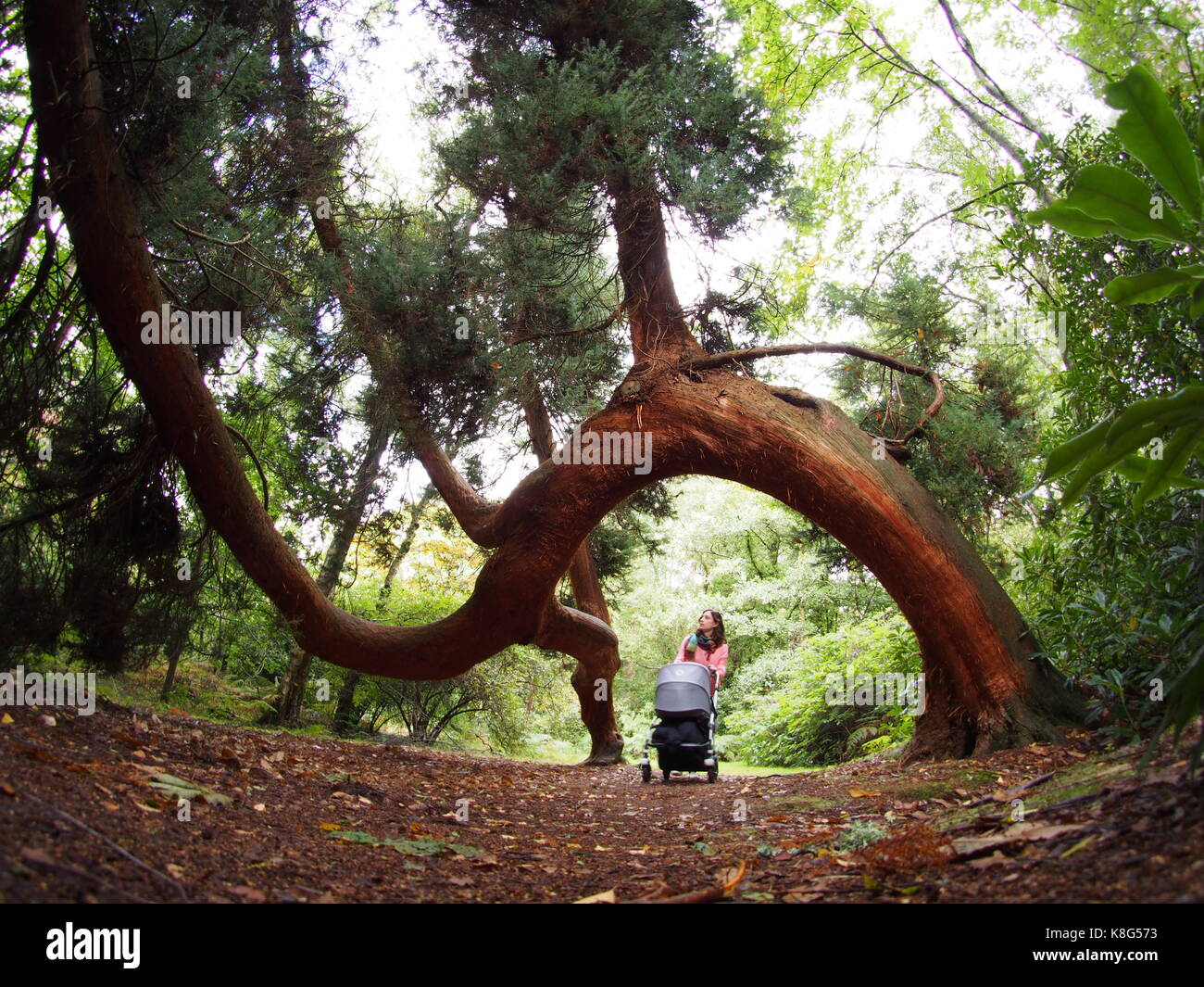 Woman pushes pushchair beneath twisted pine in the castle gardens Stock Photo
