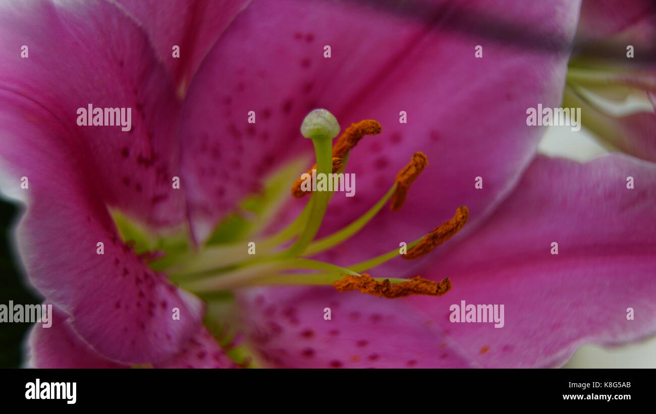 Tulip, pink with isolated detail of Stamens and Pollen, Macro. Landscape mode suited for Tablet screens. Stock Photo
