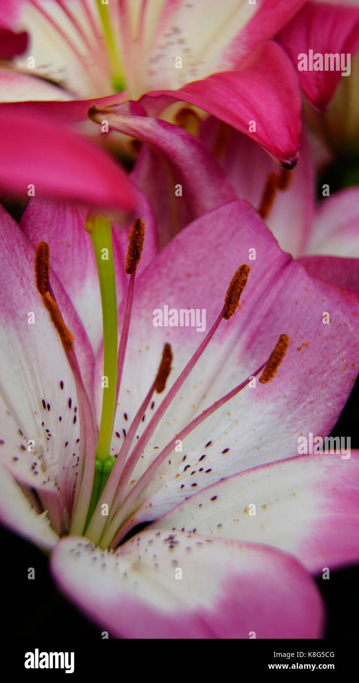 Tulip, Pink with isolated Stamen and Pollen, Macro. Portrait mode suited for Smartphone screens Stock Photo