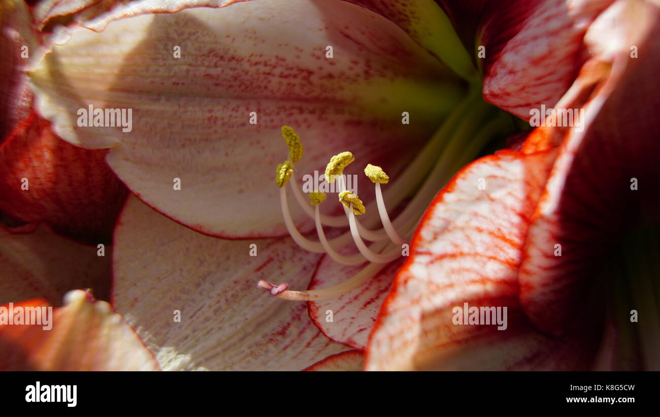 Tulip, Orange and White, with isolated Stamen and Pollen, Macro, Landscape mode suited for Tablet screens Stock Photo