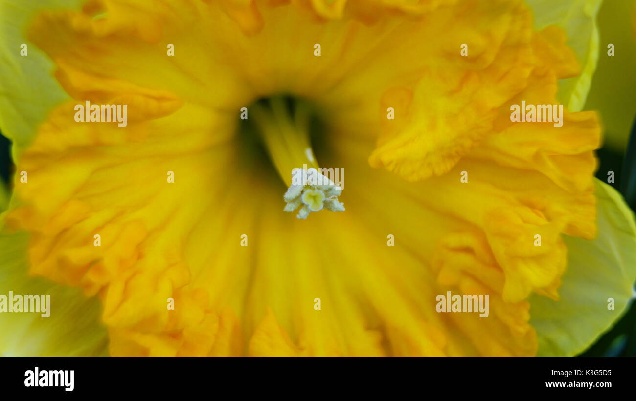 Tulip, isolated detail of Stamen and Pollen, Landscape mode suited for Tablet screens Stock Photo