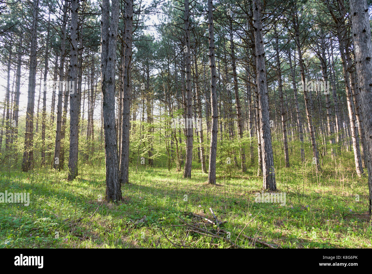 Summer Sunset in pine Forest Stock Photo - Alamy