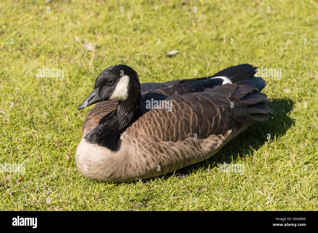Canada goose sitting on grass in Vancouver, British Columbia, Canada Stock  Photo - Alamy
