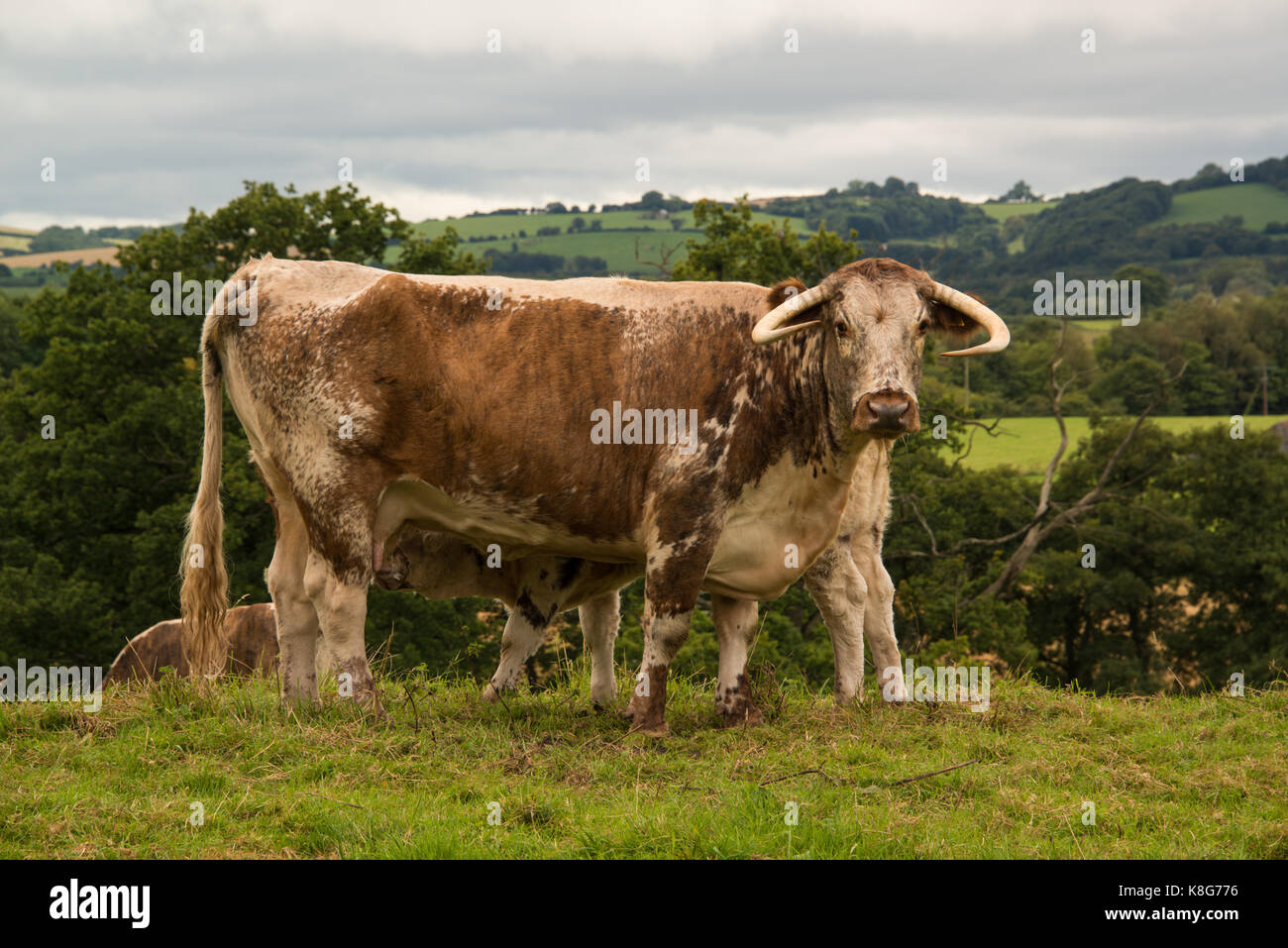 Livestock in West Wales/ UK Stock Photo