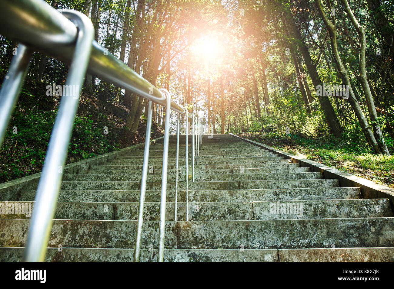 stairs up the hill with trees in the forest sunshine. Stock Photo