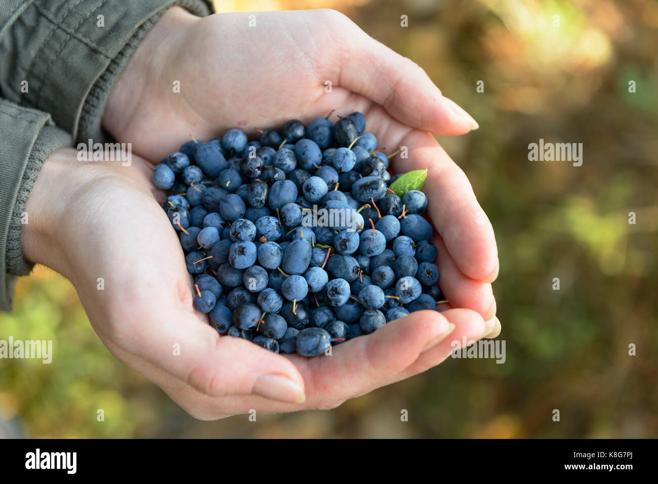 Gallery Detail: Wild Blueberries And Blackberries In The Hands Of Stock Photo