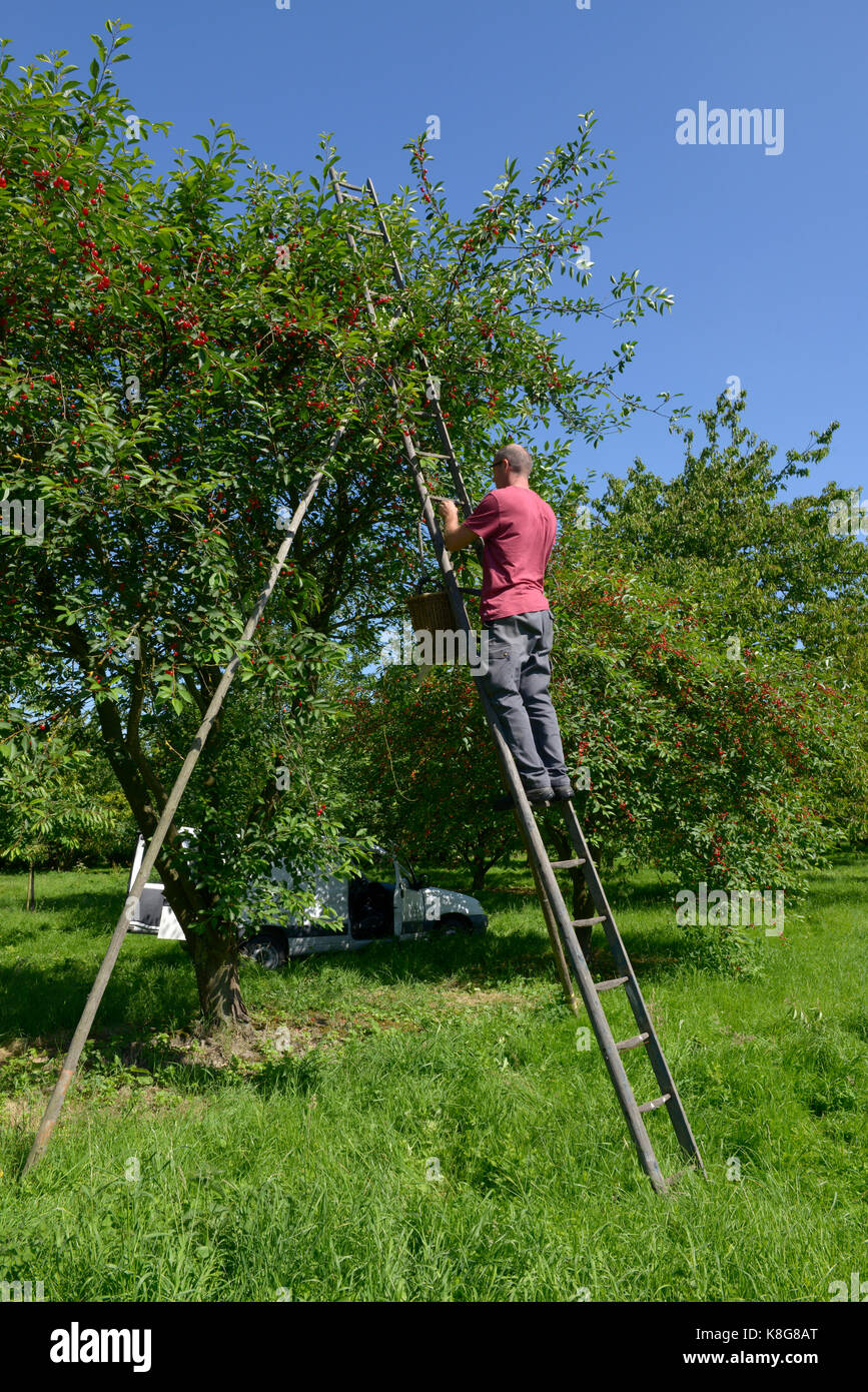 Montmorency cherry picking at La Grange Fruitiere in Le Mesnil-sous-Jumieges, a town belonging to the Regional Nature Park 'Parc naturel regional des  Stock Photo