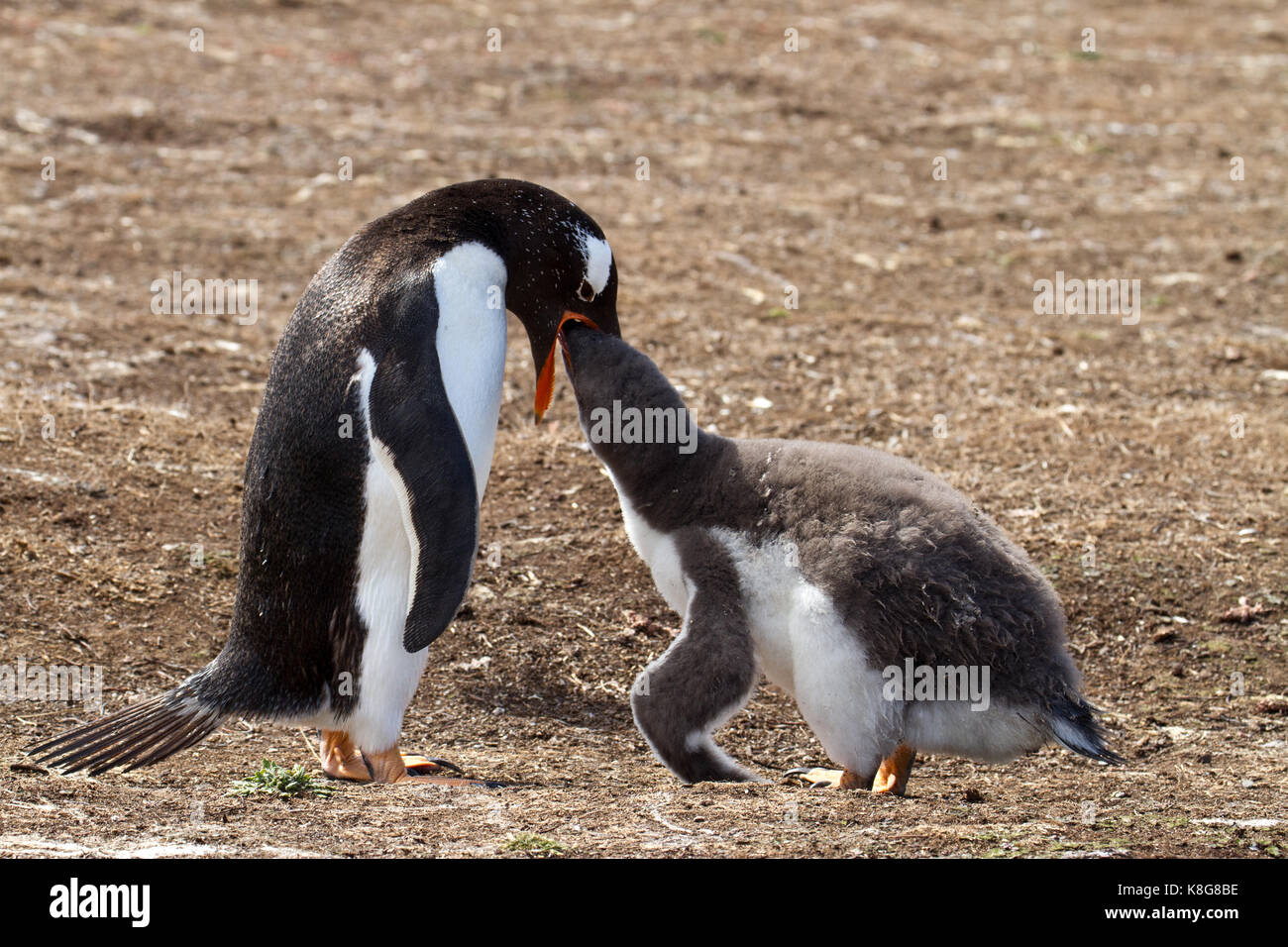 Gentoo epnguin female and her chick Stock Photo