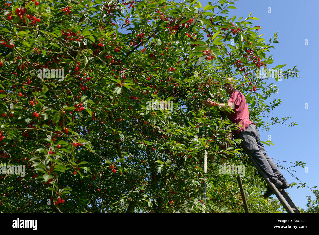 Montmorency cherry picking at La Grange Fruitiere in Le Mesnil-sous-Jumieges, a town belonging to the Regional Nature Park 'Parc naturel regional des  Stock Photo