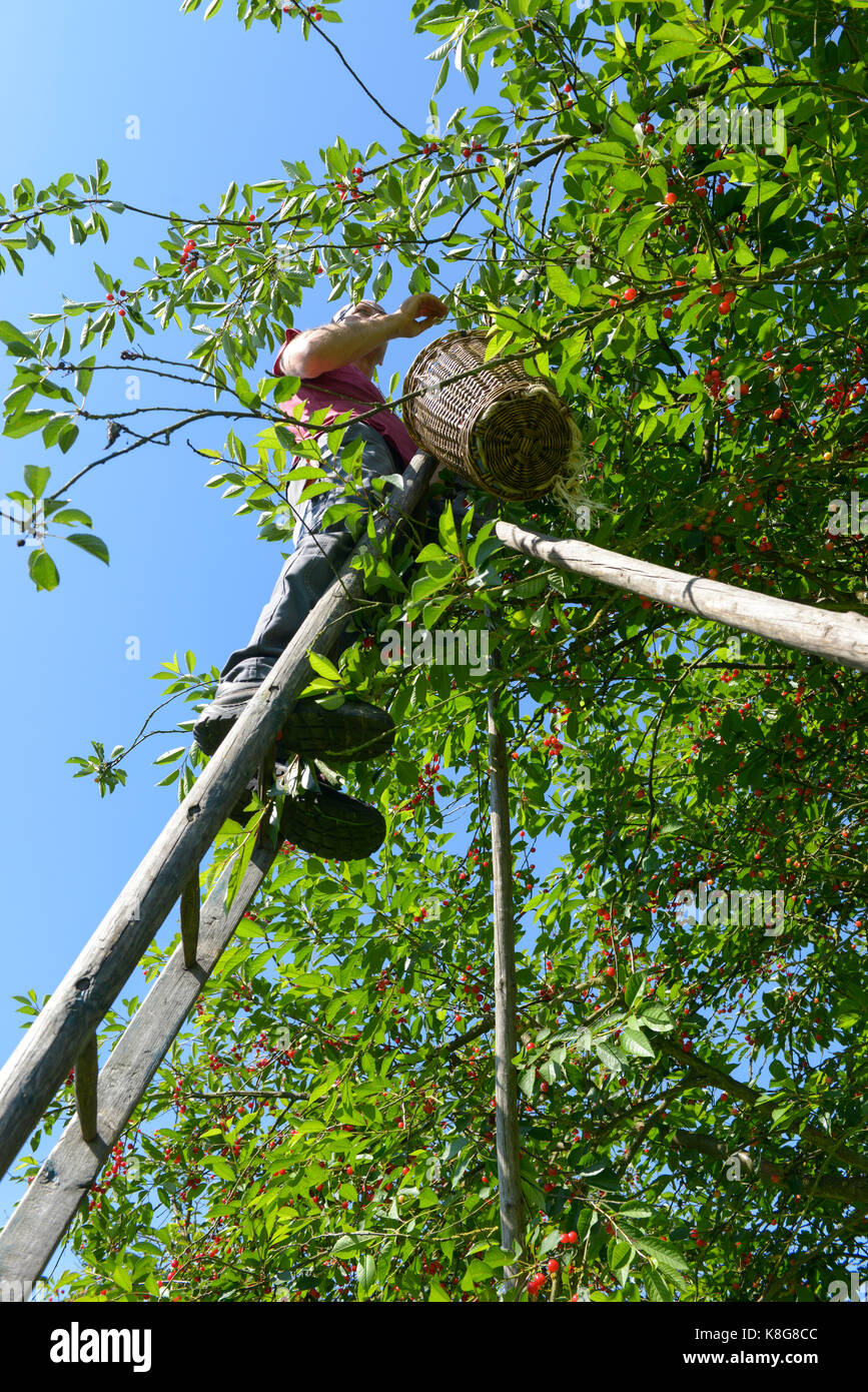 Montmorency cherry picking at La Grange Fruitiere in Le Mesnil-sous-Jumieges, a town belonging to the Regional Nature Park 'Parc naturel regional des  Stock Photo