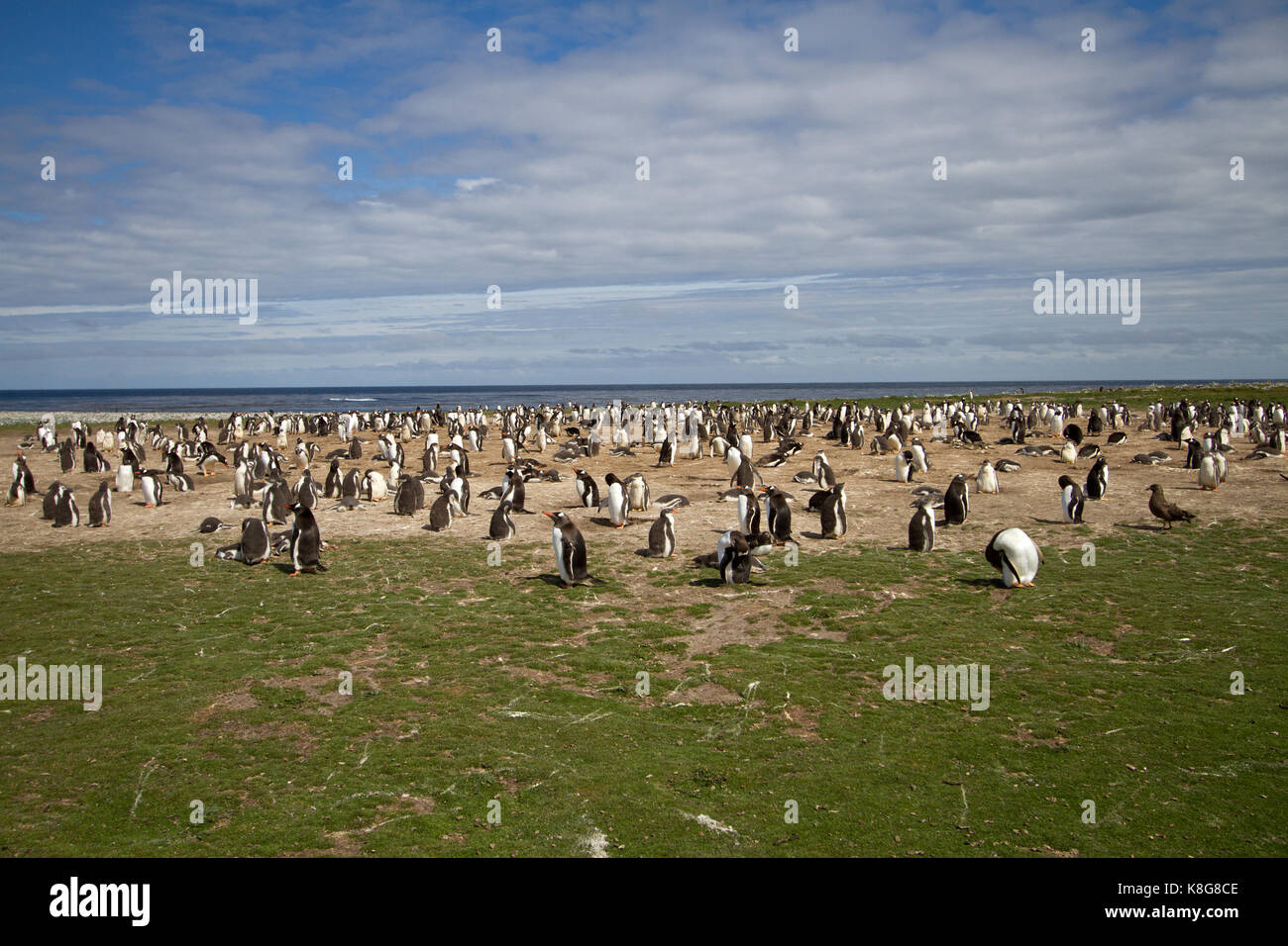 Gentoo penguin population hi-res stock photography and images - Alamy