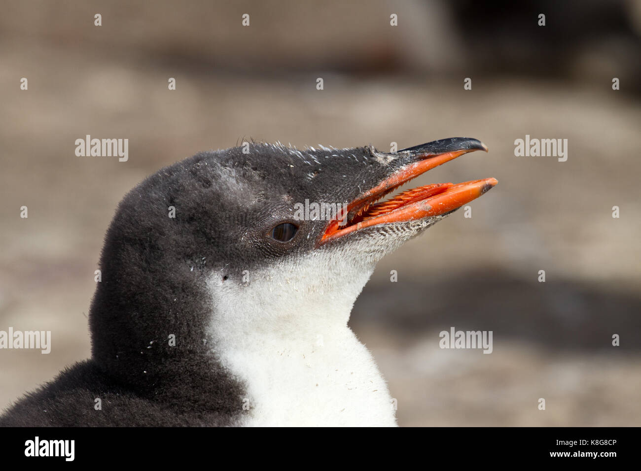 Gentoo Penguin chick Stock Photo