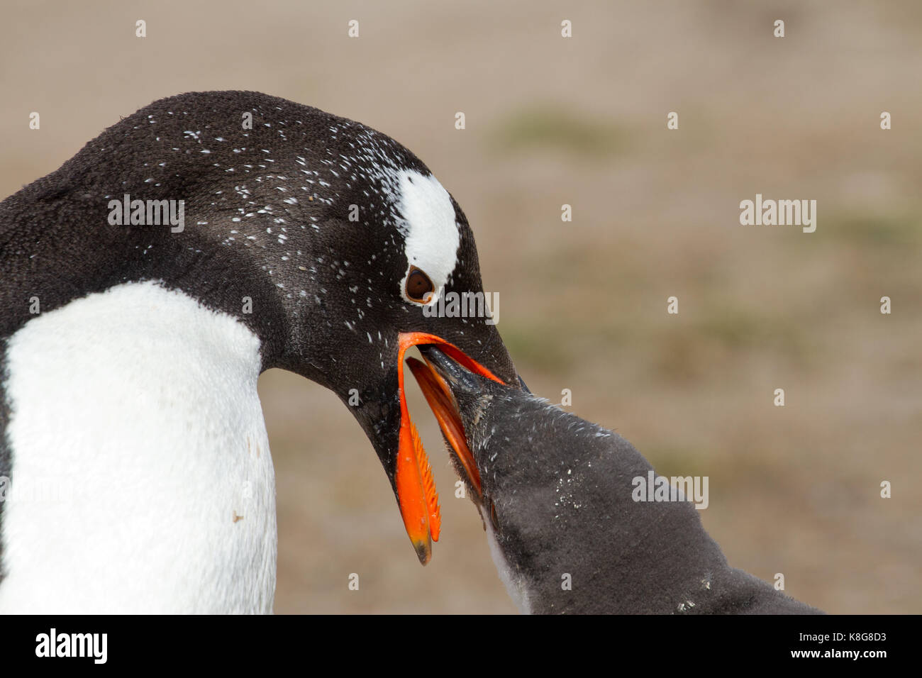 Gentoo penguin mother is feeding her chick Stock Photo