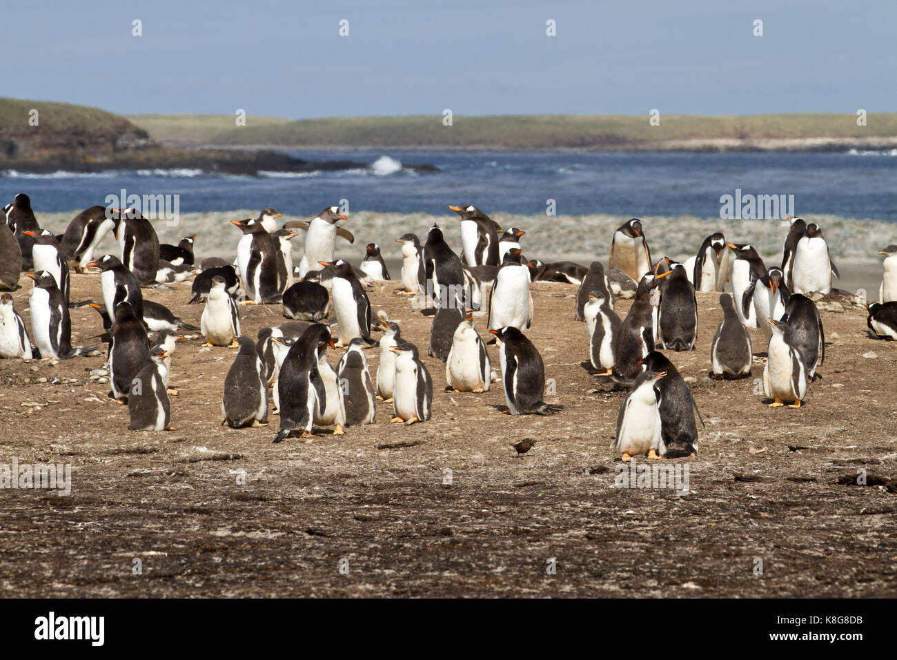 Gentoo penguin population hi-res stock photography and images - Alamy