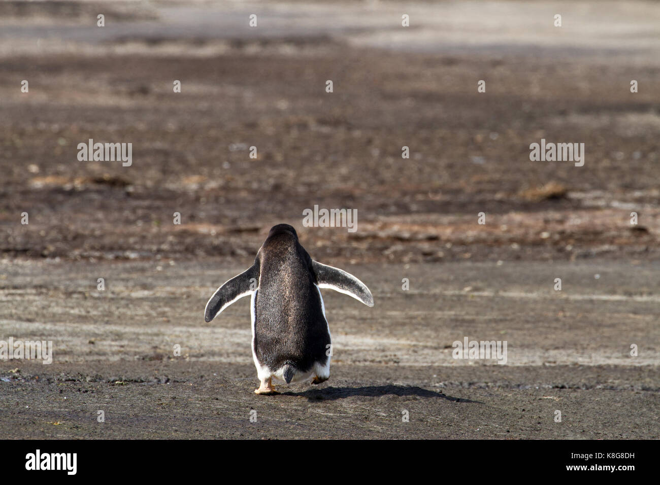 Lonely Gentoo penguin Stock Photo