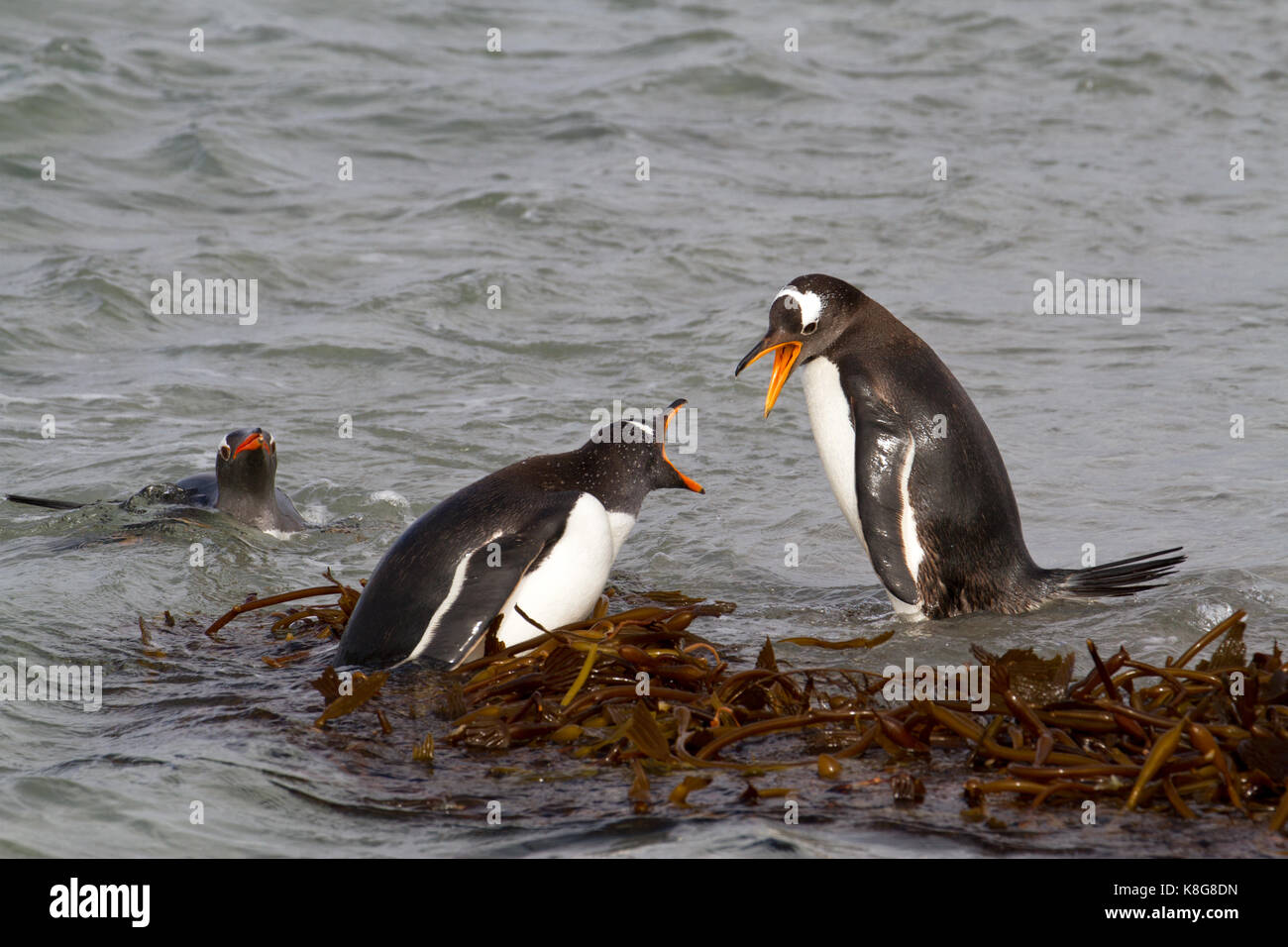 Gentoo Penguins fighting Stock Photo