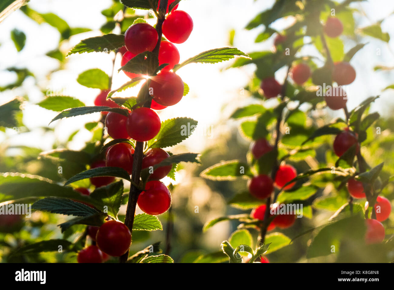 Closeup of cherries growing on plants at farm Stock Photo Alamy